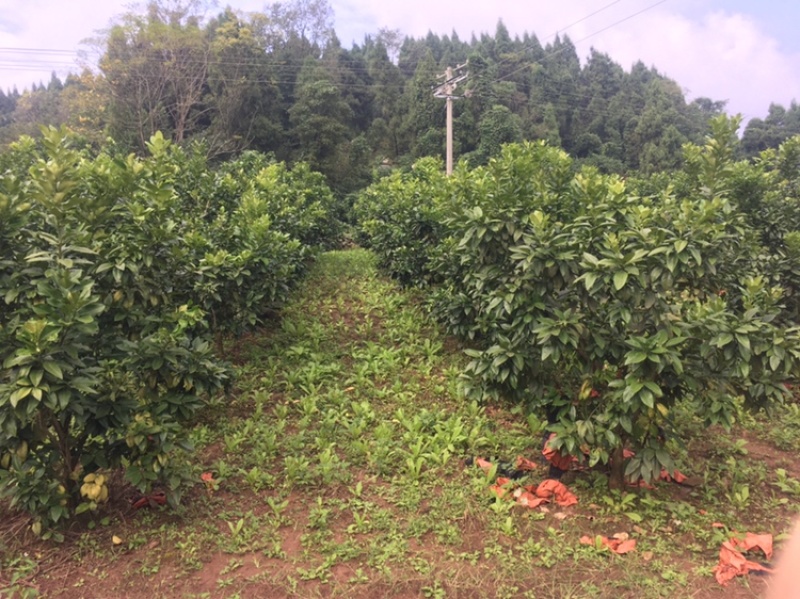 8年风景树景观树柚子树量大，价格可谈