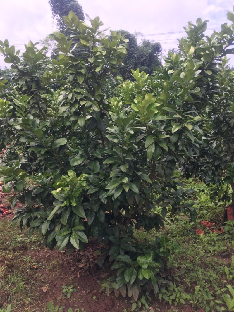 8年风景树景观树柚子树量大，价格可谈