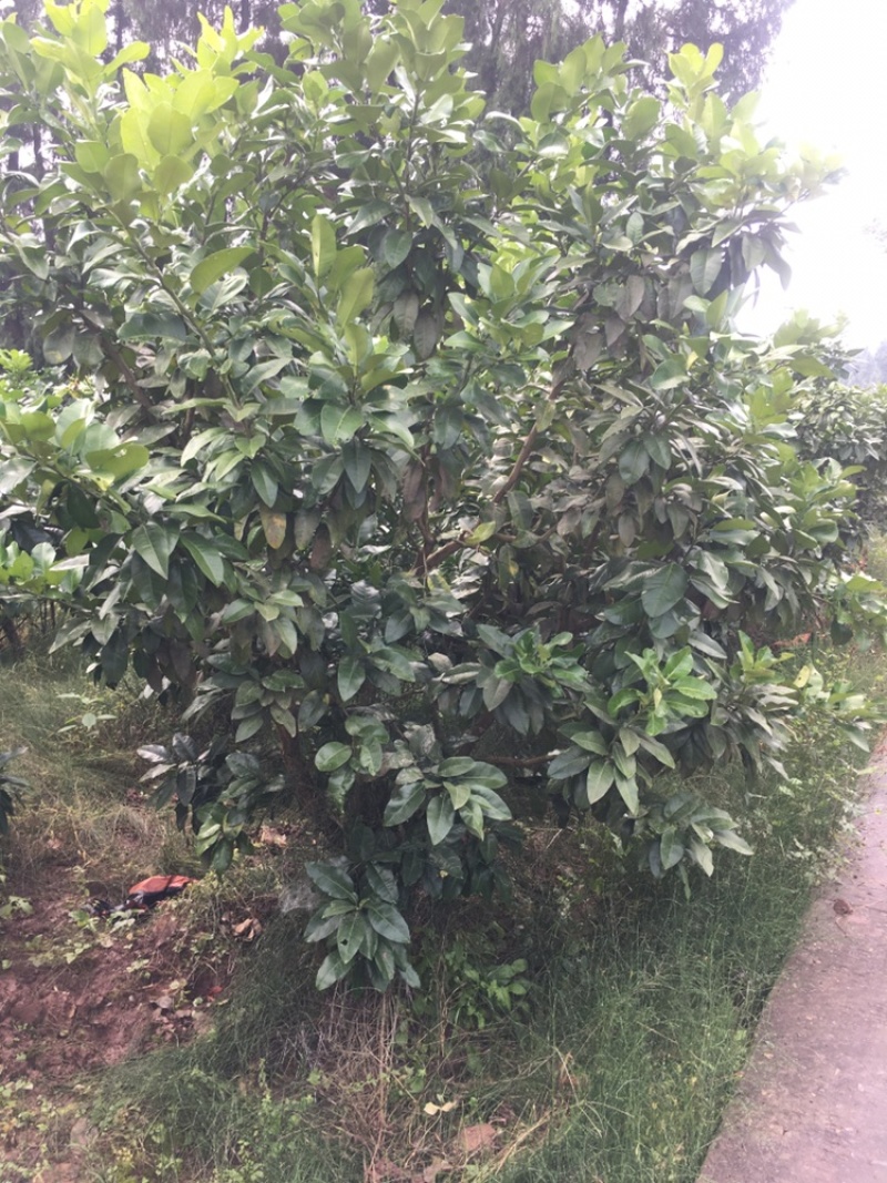 8年风景树景观树柚子树量大，价格可谈