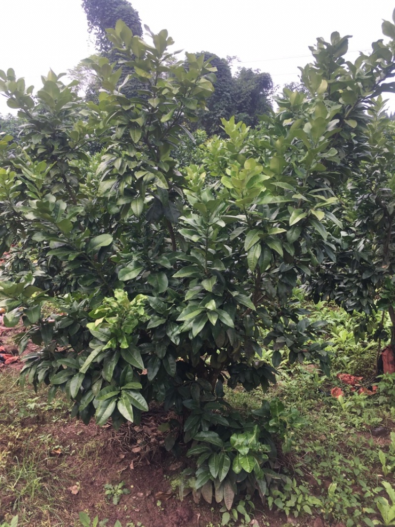 8年风景树景观树柚子树量大，价格可谈