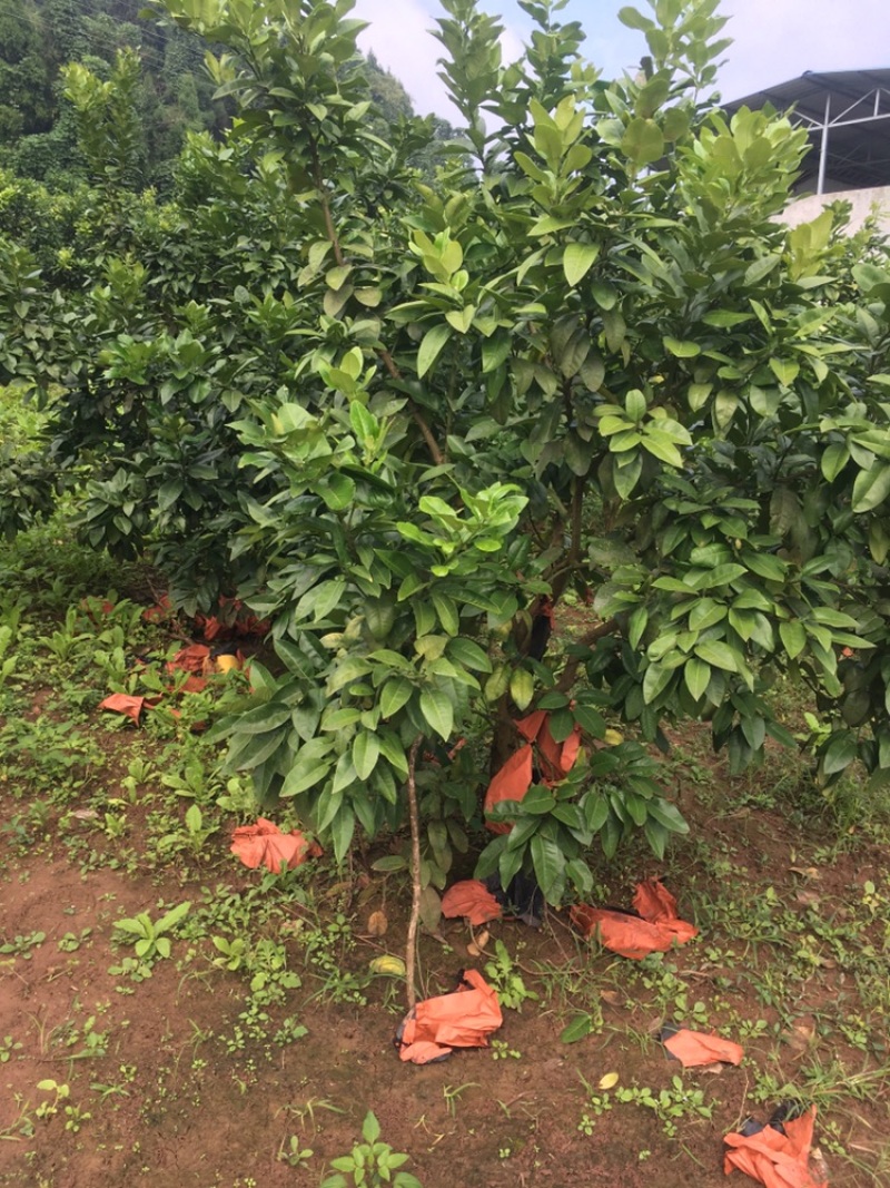 8年风景树景观树柚子树量大，价格可谈