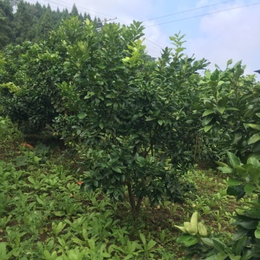 8年风景树景观树柚子树量大，价格可谈
