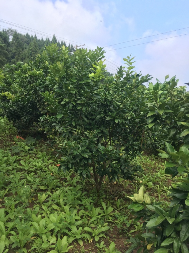 8年风景树景观树柚子树量大，价格可谈