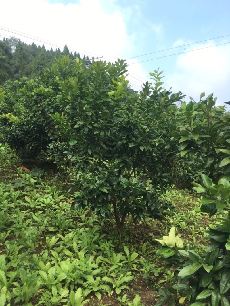 8年风景树景观树柚子树量大，价格可谈