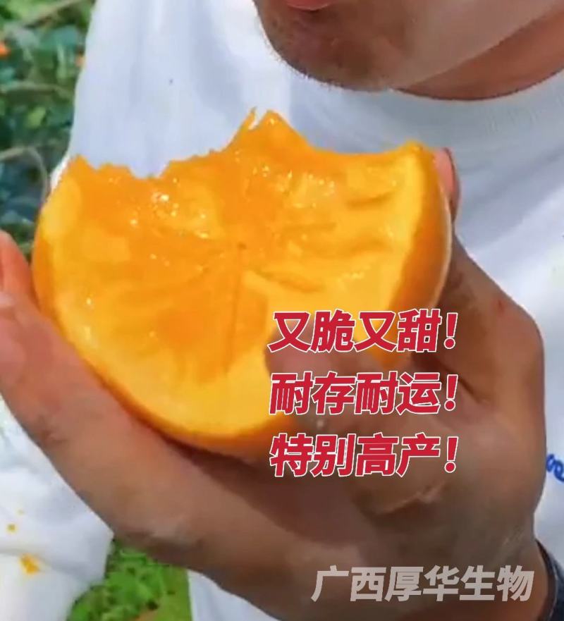 正宗太秋甜柿苗，专业技术指导，保您成功！