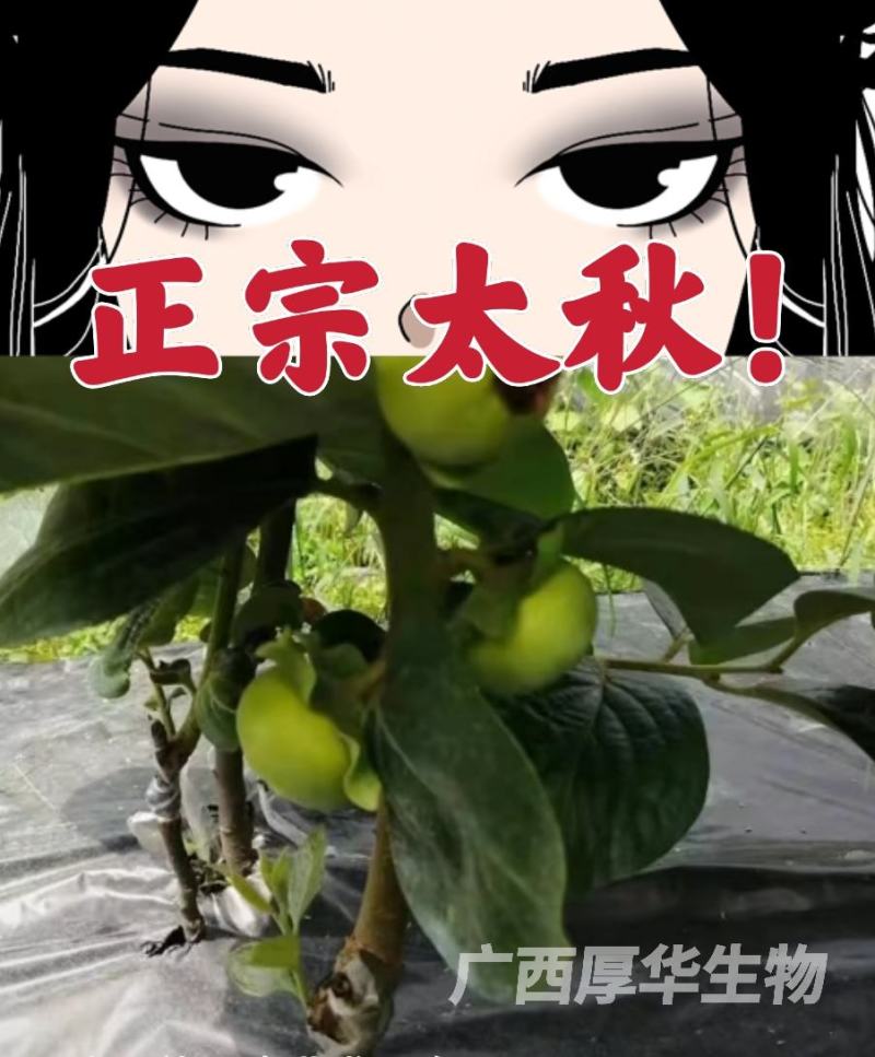 正宗太秋甜柿苗，专业技术指导，保您成功！