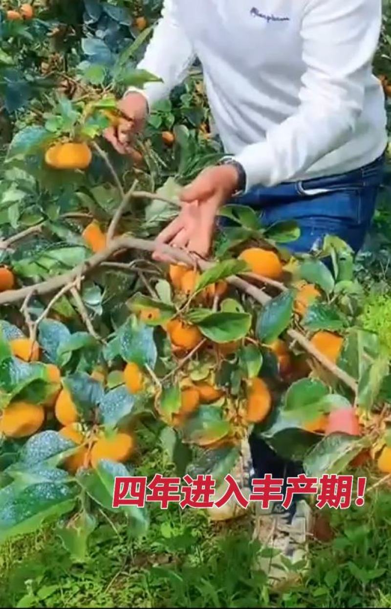 正宗太秋甜柿苗，专业技术指导，保您成功！
