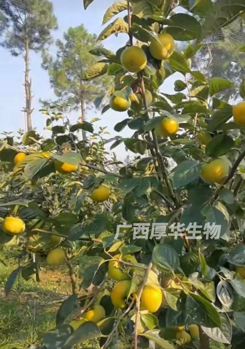 正宗太秋甜柿苗，专业技术指导，保您成功！