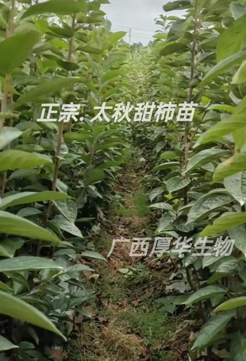 正宗太秋甜柿苗，专业技术指导，保您成功！