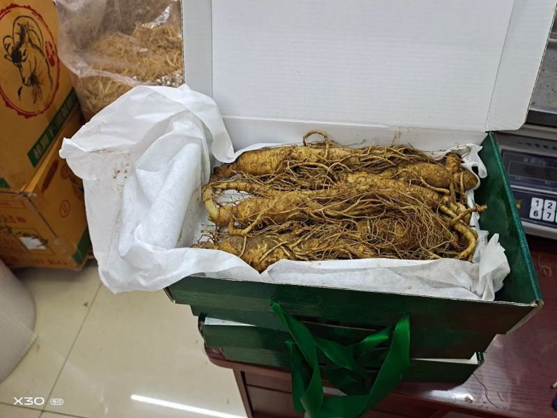 人参，新鲜人参，吉林长白山新鲜人参，东北特产药材煲汤