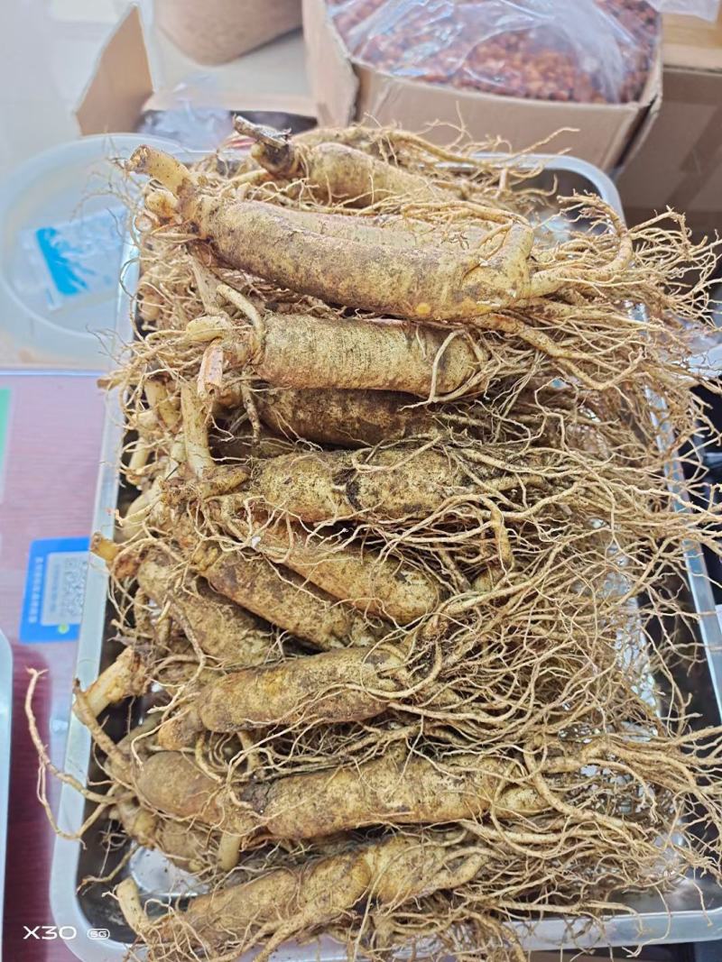 人参，新鲜人参，吉林长白山新鲜人参，东北特产药材煲汤
