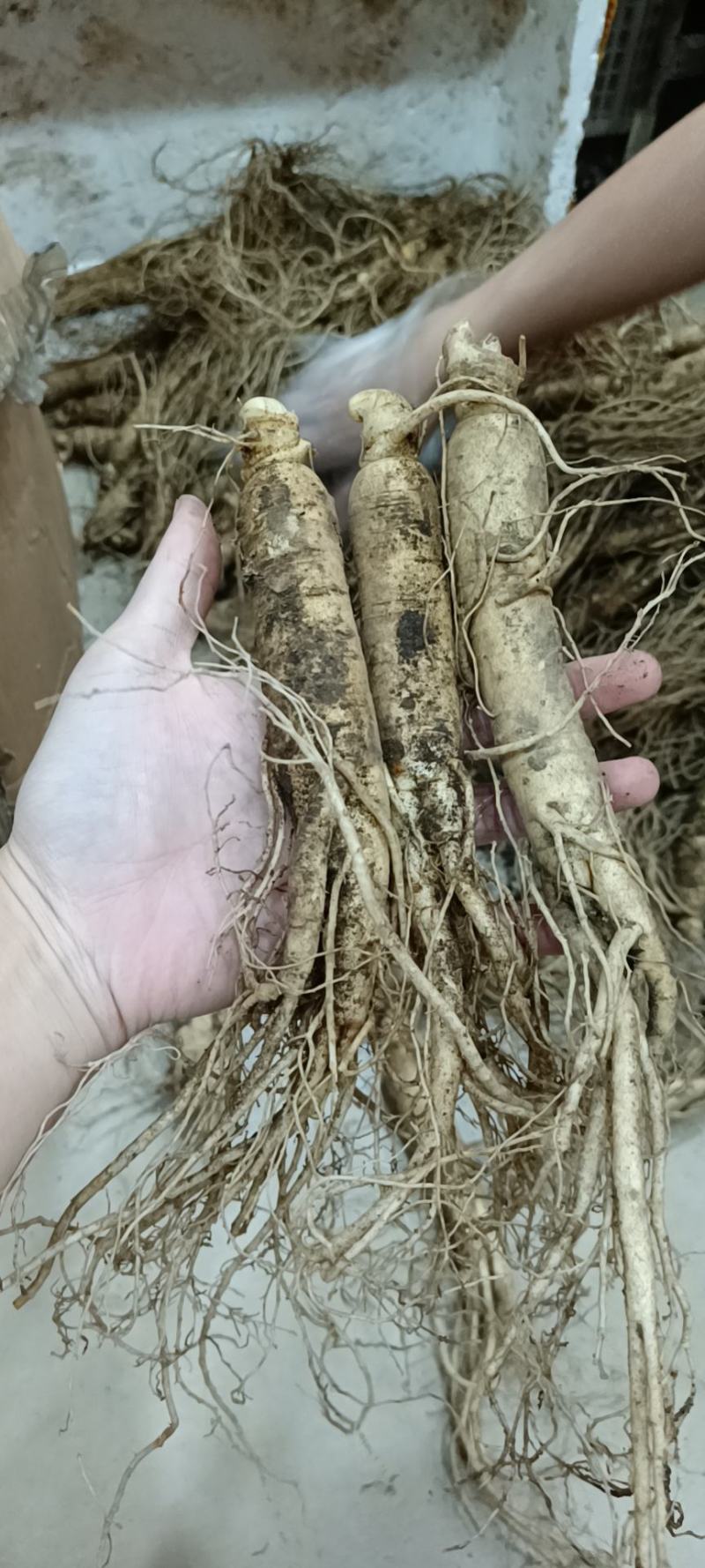 人参，新鲜人参，吉林长白山新鲜人参，东北特产药材煲汤
