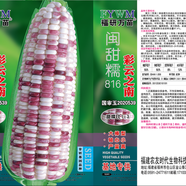 彩云之南甜糯玉米种子，非转基因品种高产，大棒型