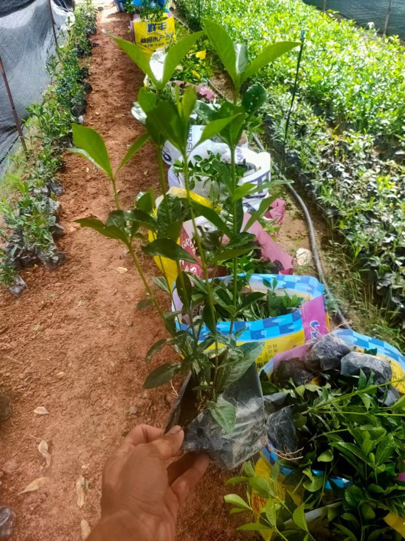 桅子花福建漳州桅子花绿化庭院设计基地直供大小规格袋苗