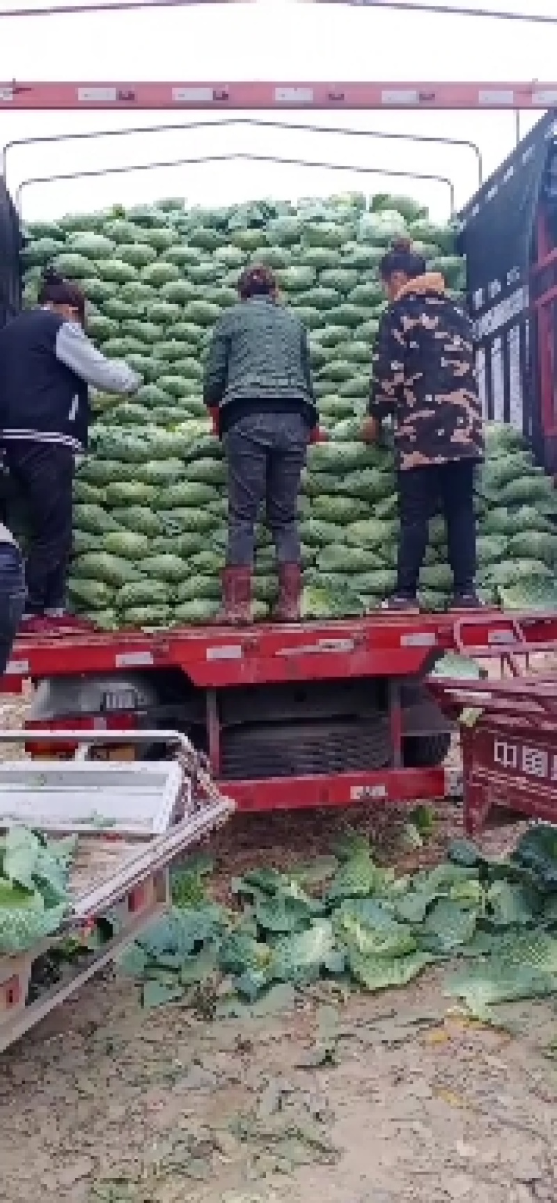京丰一号包菜大量有货，质量好价格低适合走市场，加工厂