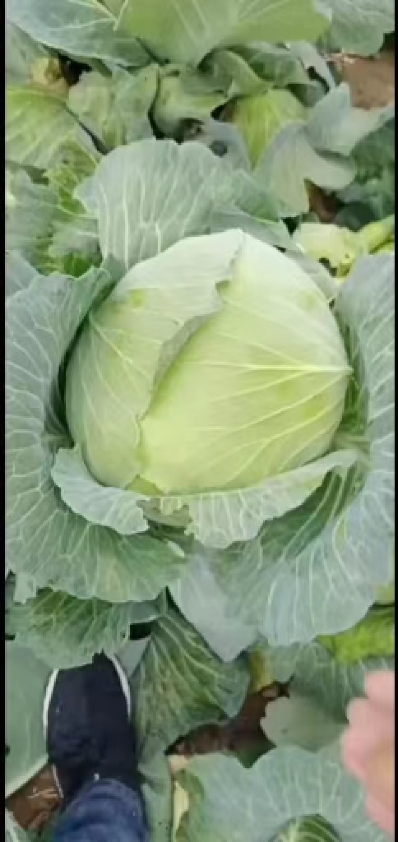京丰一号包菜大量有货，质量好价格低适合走市场，加工厂