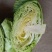 京丰一号包菜大量有货，质量好价格低适合走市场，加工厂
