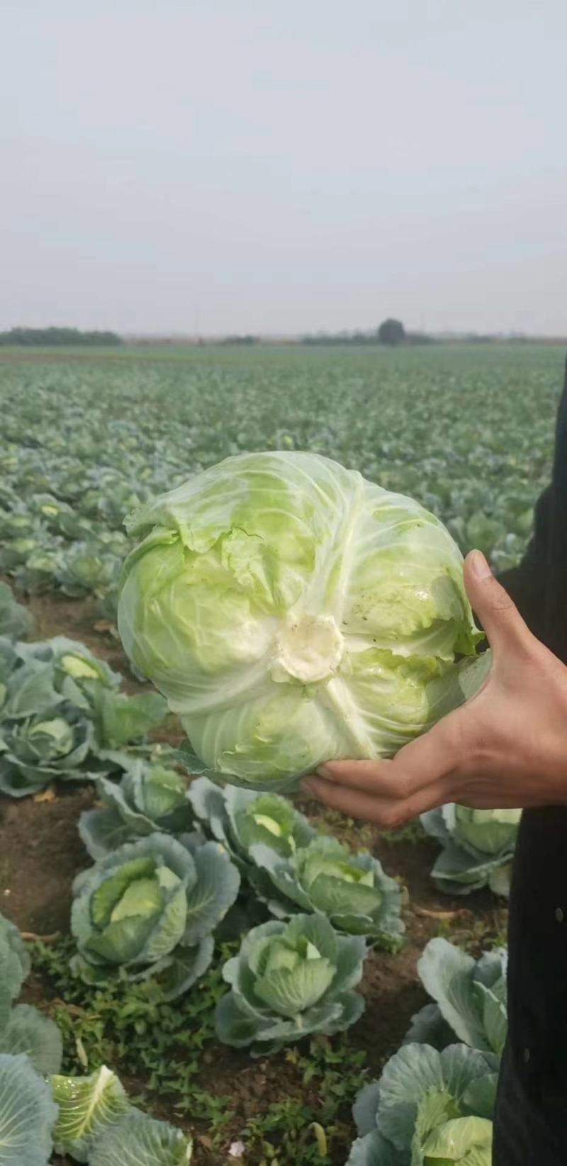 京丰一号包菜大量有货，质量好价格低适合走市场，加工厂