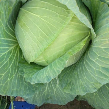 京丰一号包菜大量有货，质量好价格低适合走市场，加工厂