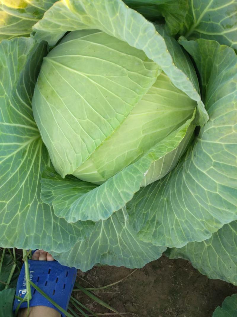 京丰一号包菜大量有货，质量好价格低适合走市场，加工厂