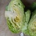 京丰一号包菜大量有货，质量好价格低适合走市场，加工厂