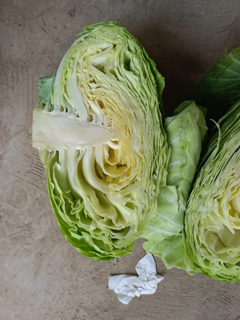 京丰一号包菜大量有货，质量好价格低适合走市场，加工厂