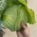 京丰一号包菜大量有货，质量好价格低适合走市场，加工厂
