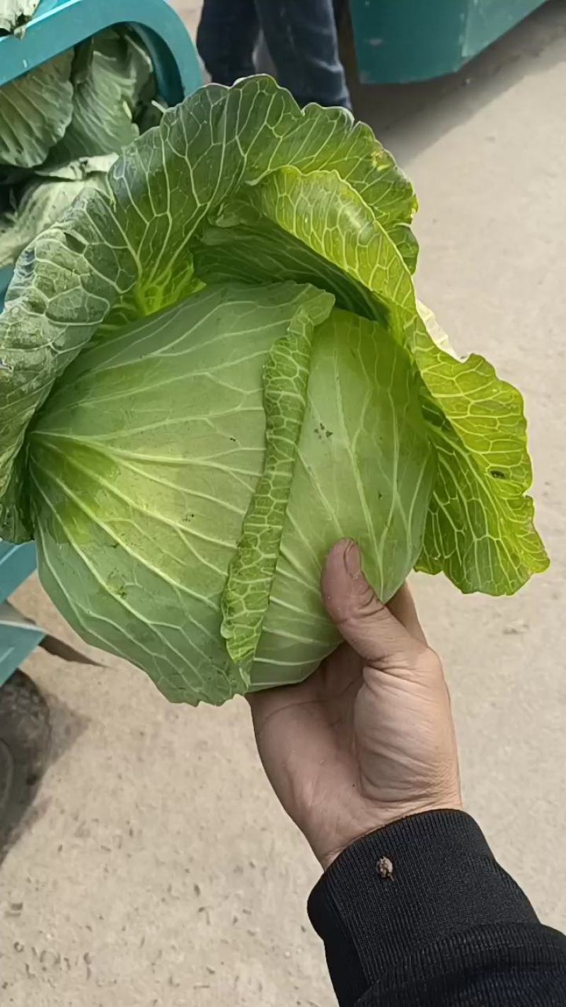 京丰一号包菜大量有货，质量好价格低适合走市场，加工厂