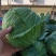 京丰一号包菜大量有货，质量好价格低适合走市场，加工厂