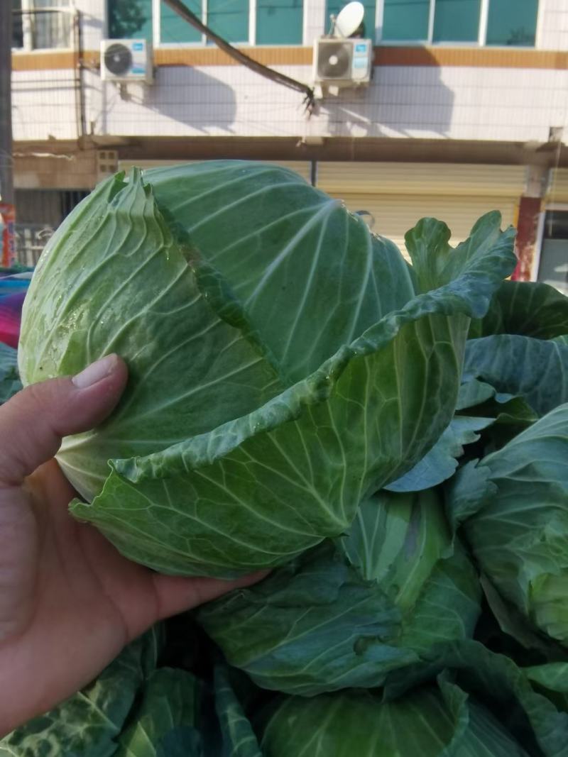 京丰一号包菜大量有货，质量好价格低适合走市场，加工厂