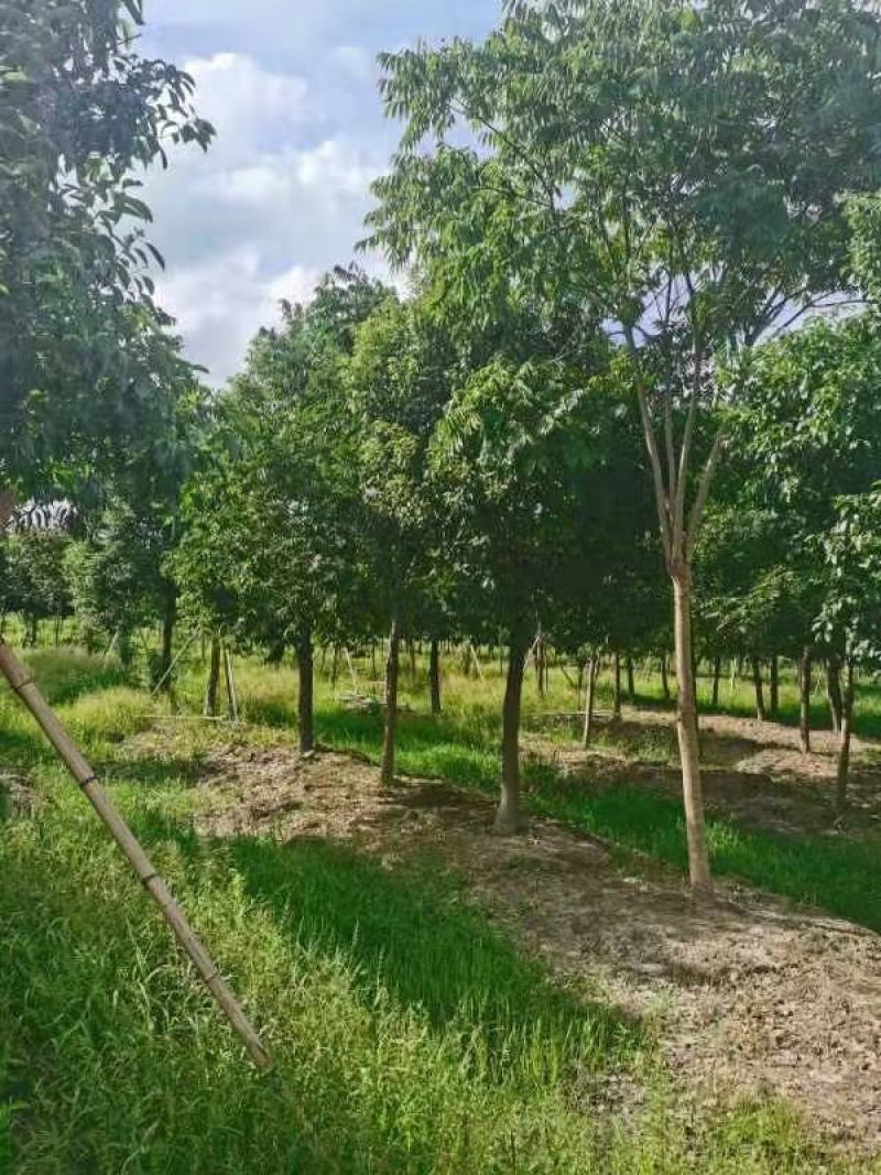 红皮榕福建漳州红皮榕绿化庭院设计基地直供大小规格袋苗