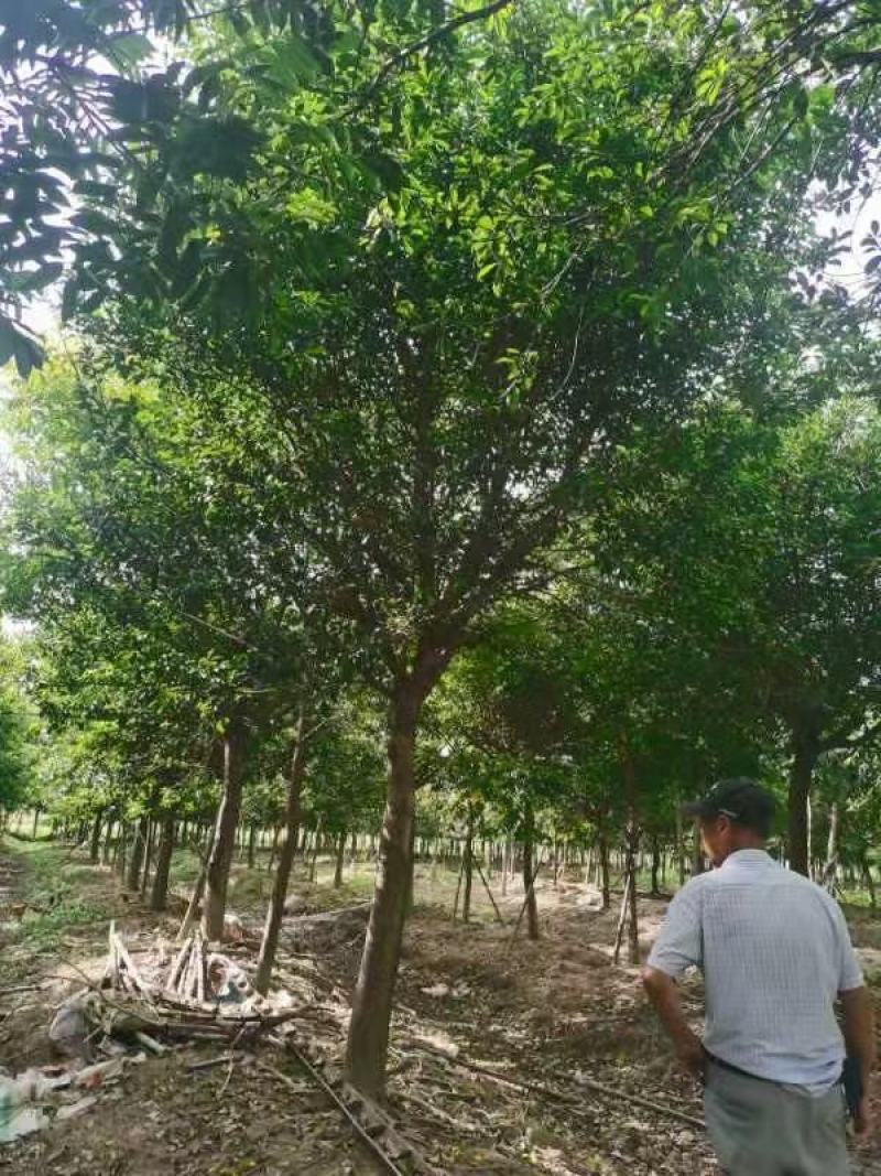 红皮榕福建漳州红皮榕绿化庭院设计基地直供大小规格袋苗