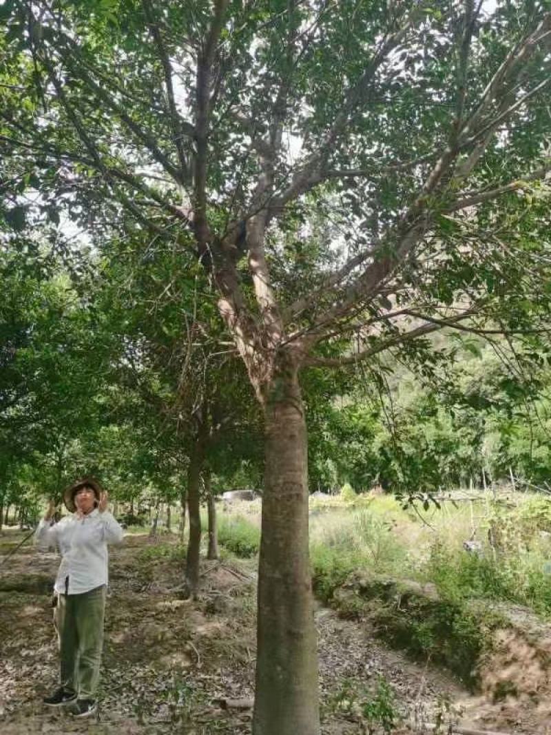 红皮榕福建漳州红皮榕绿化庭院设计基地直供大小规格袋苗