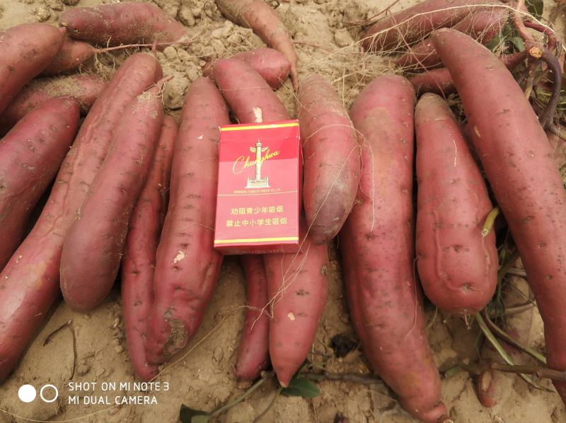 广东陆丰白沙地西瓜红，品种齐全，各种规格，诚信经营。