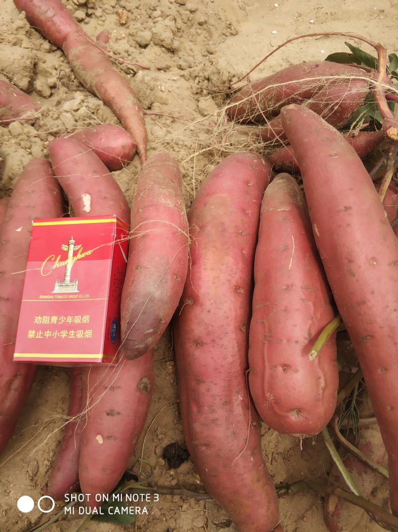 广东陆丰白沙地西瓜红，品种齐全，各种规格，诚信经营。