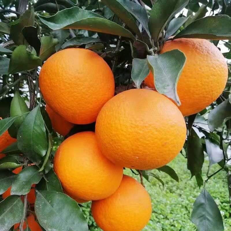 爱媛果冻橙九月红脐橙橙子支持电商团购批发视频看货