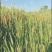 野生毛蜡烛原生态新采摘香蒲棒草蒲绒做衣，1万根以上3毛钱