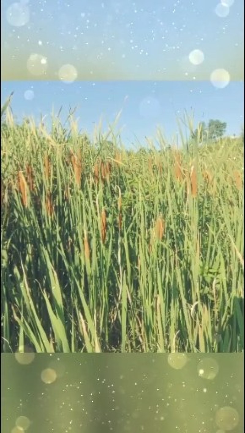 野生毛蜡烛原生态新采摘香蒲棒草蒲绒做衣，1万根以上3毛钱