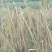野生毛蜡烛原生态新采摘香蒲棒草蒲绒做衣，1万根以上3毛钱