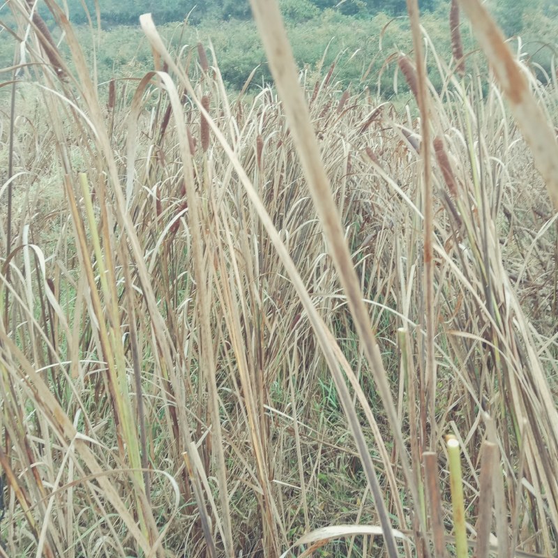 野生毛蜡烛原生态新采摘香蒲棒草蒲绒做衣，1万根以上3毛钱