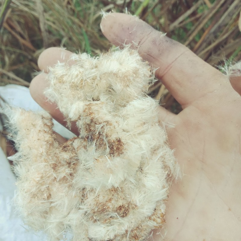 野生毛蜡烛原生态新采摘香蒲棒草蒲绒做衣，1万根以上3毛钱