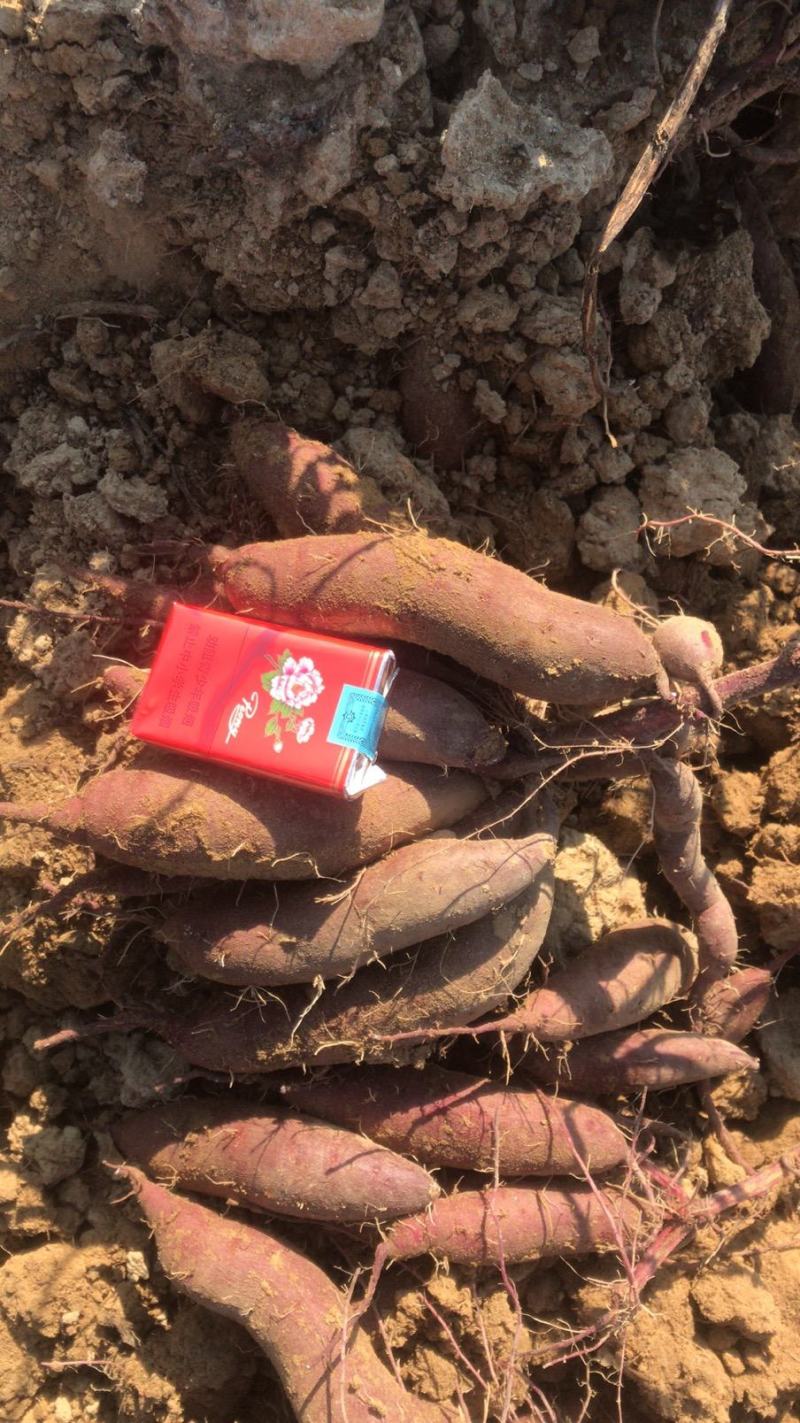 广东陆丰各种紫薯圆形长条各种精工细选。欢迎各地老板