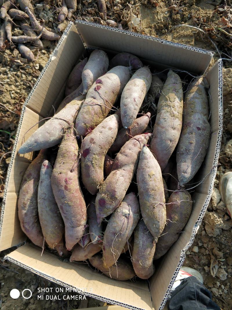 广东陆丰各种紫薯圆形长条各种精工细选。欢迎各地老板