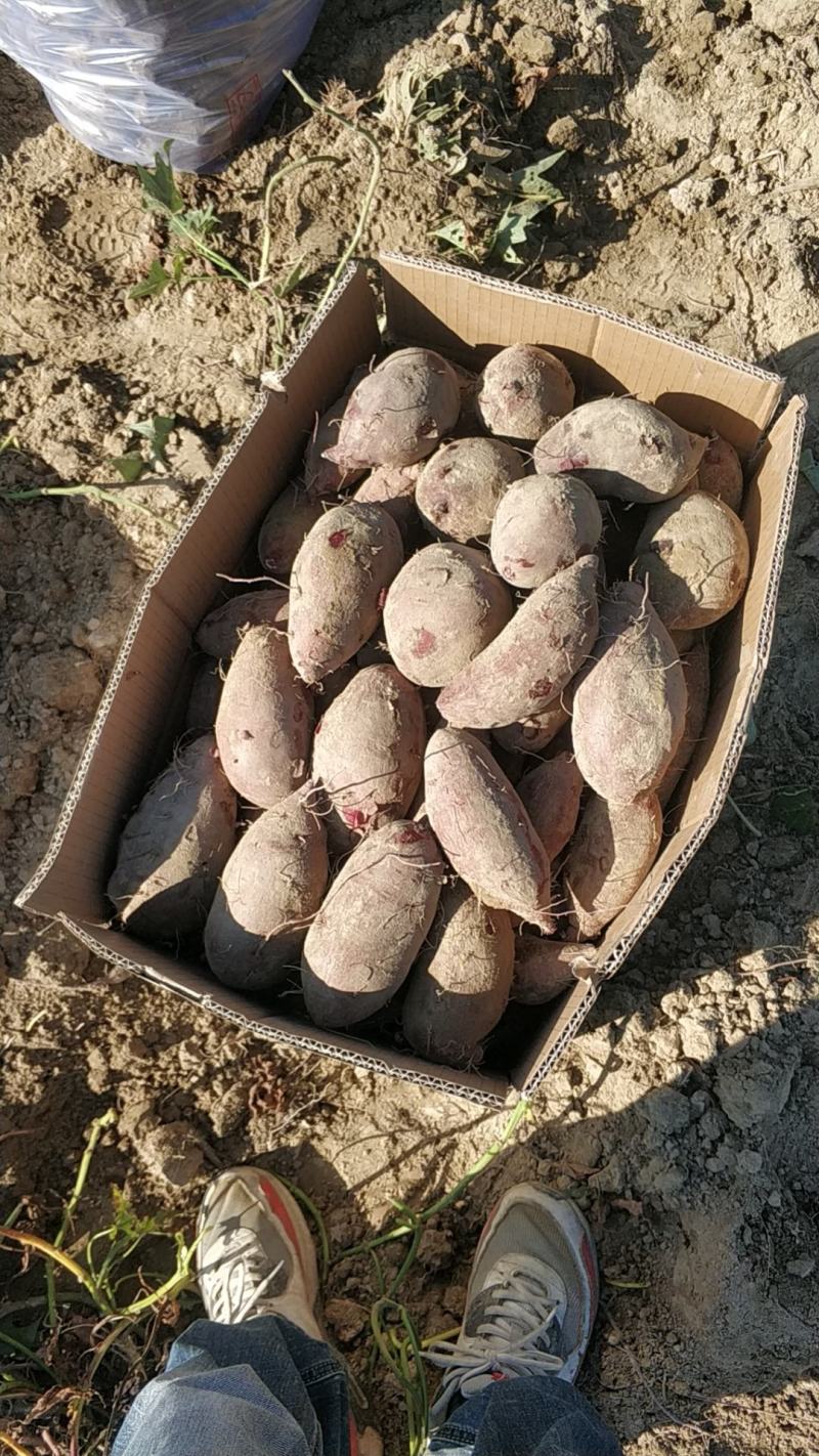 广东陆丰各种紫薯圆形长条各种精工细选。欢迎各地老板