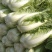 河北大白菜净菜4~6斤