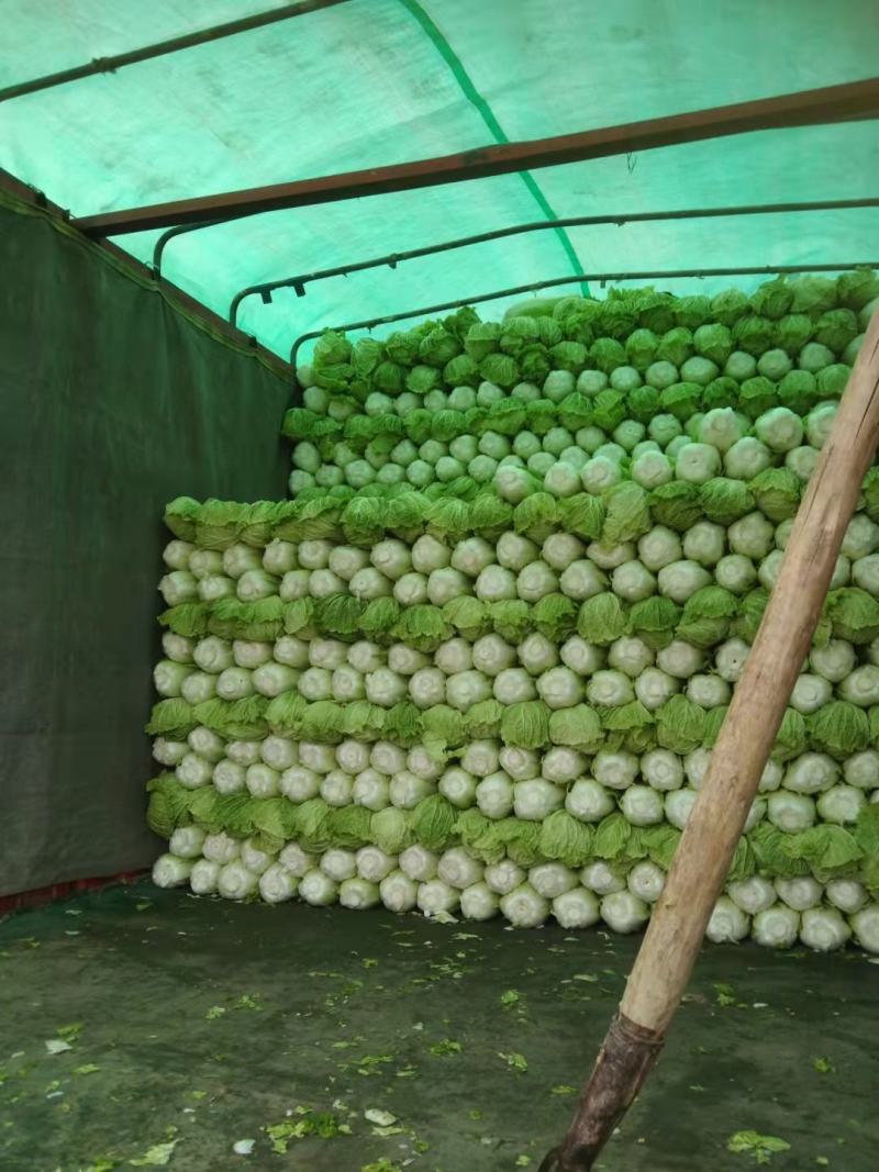 河北大白菜净菜4~6斤