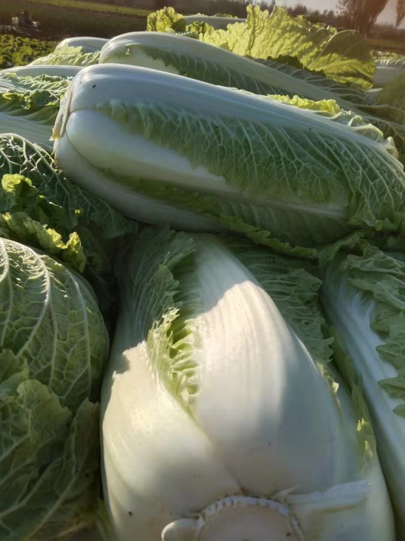 河北大白菜净菜4~6斤