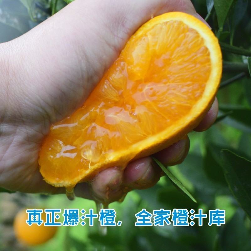 九月红果冻橙脐橙橙子爱媛橙秭归脐橙产地