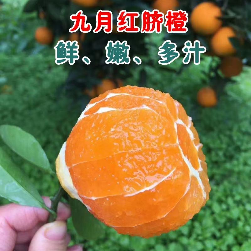 九月红果冻橙脐橙橙子爱媛橙秭归脐橙产地