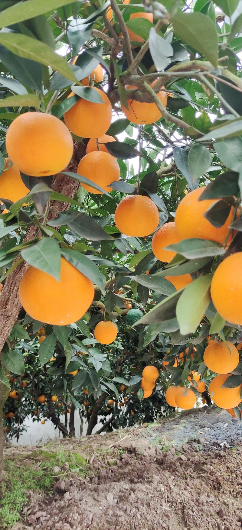九月红果冻橙脐橙橙子爱媛橙秭归脐橙产地